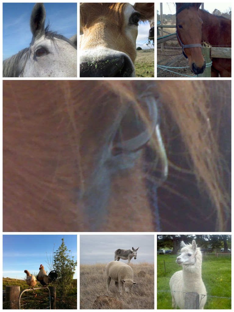 HP Brochure collage 1